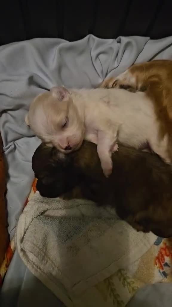 Chiweenie dogs for sale: Chiweenie 1 - Video 2