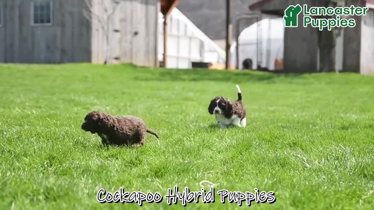 Mixed Breed dogs for sale: Patches - Video 1