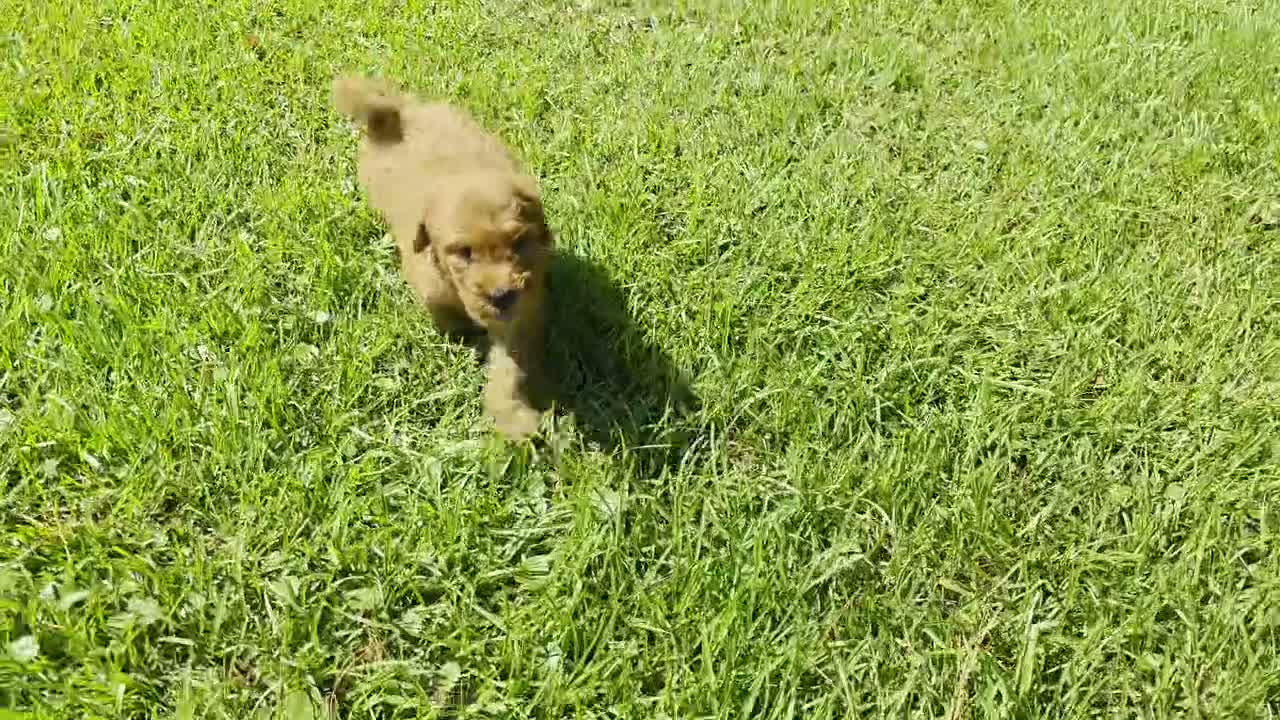 Goldendoodle dogs for sale:  Louie - Video 1