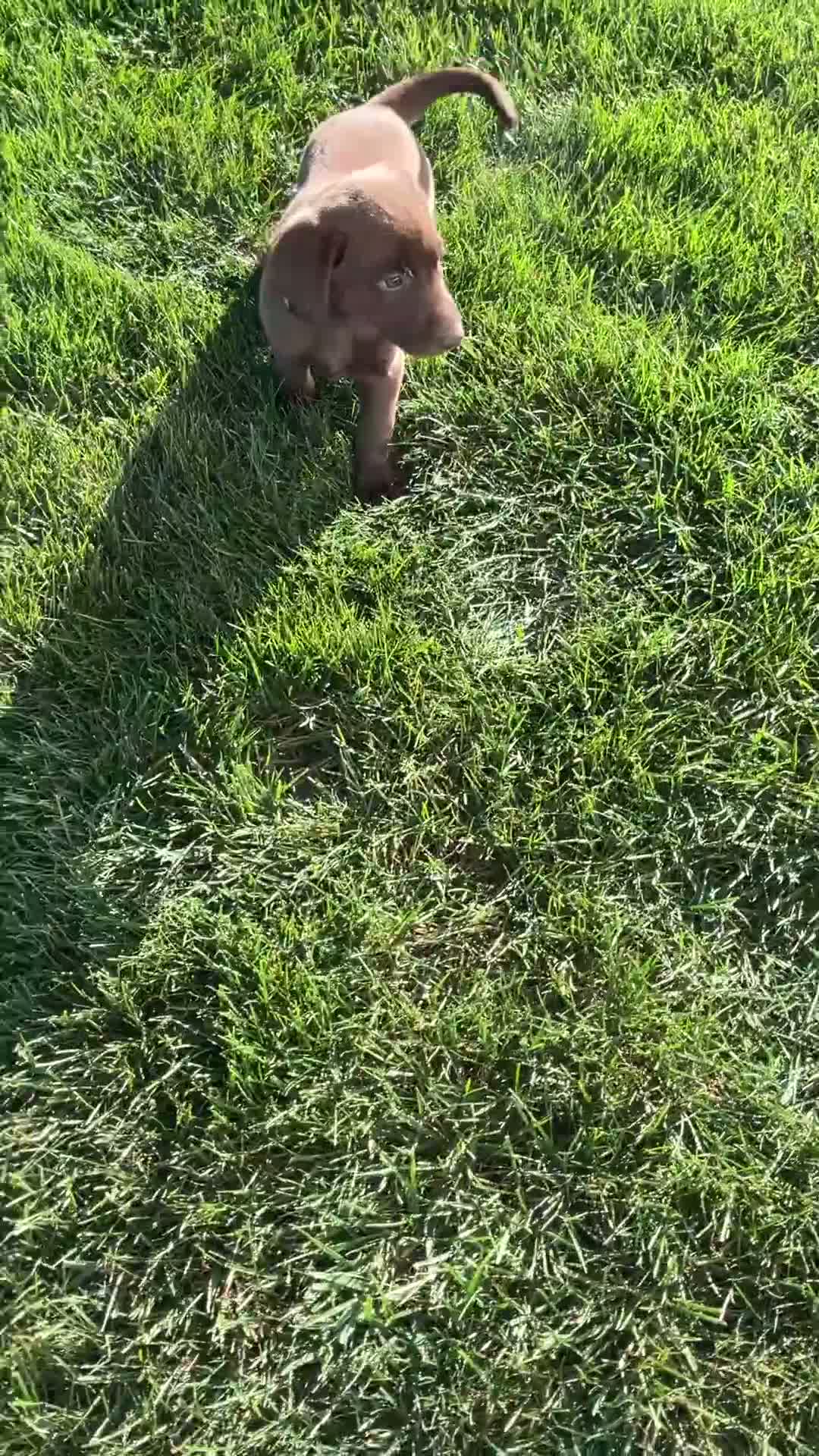 Labrador Retriever dogs for sale: Libby - Video 1