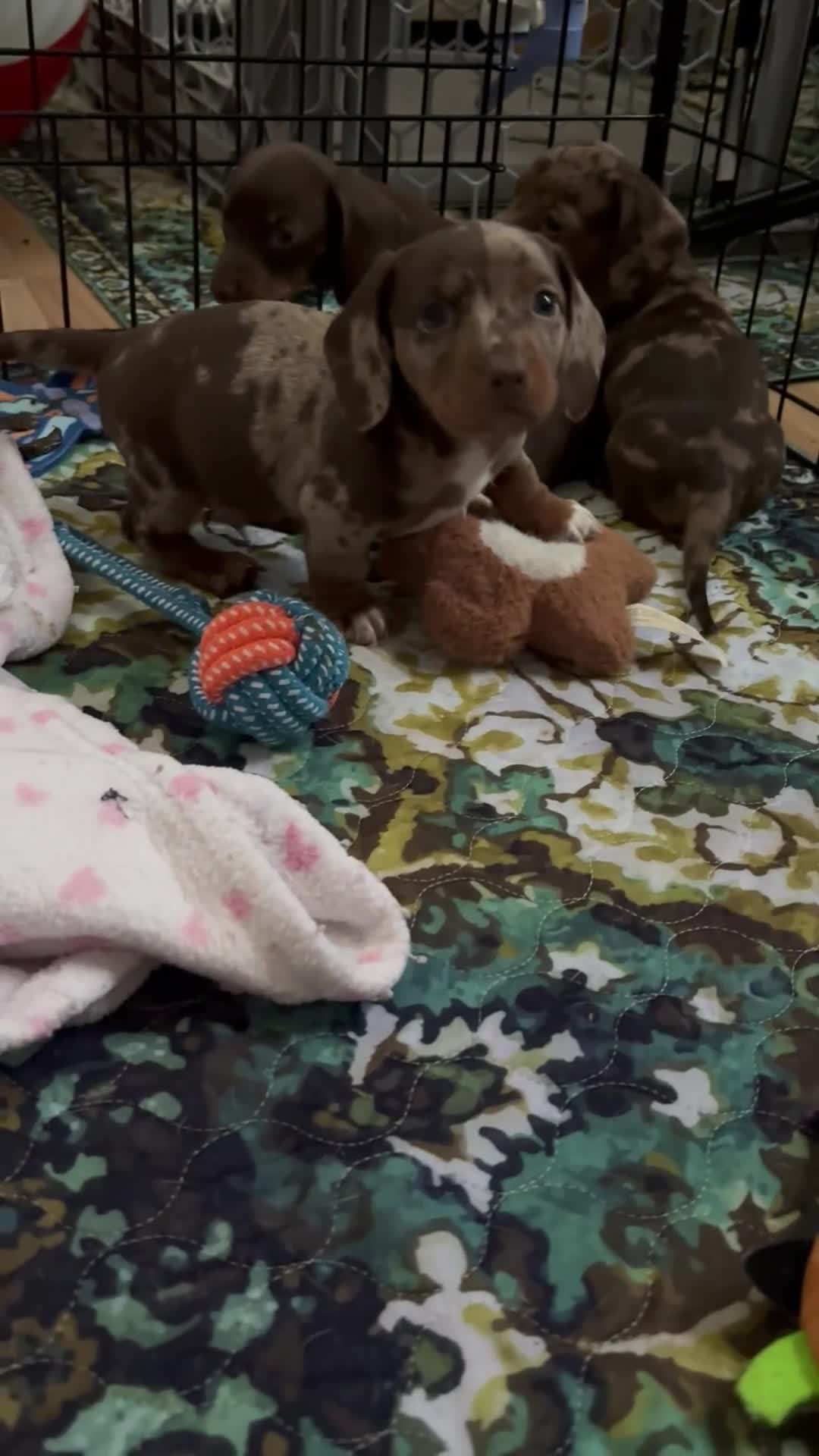Miniature Dachshund dogs for sale: Miniature Dachshund 2 - Video 1