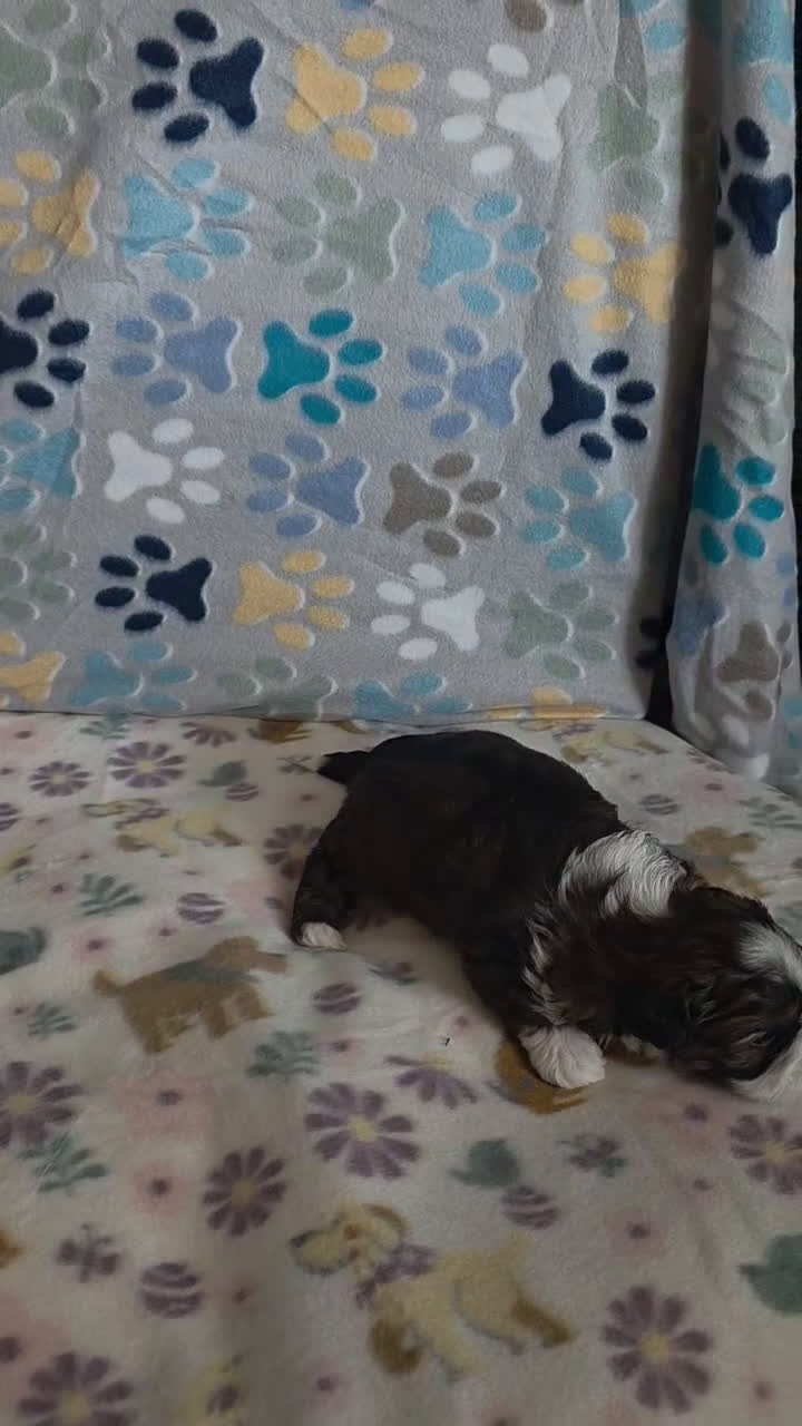 Shihpoo dogs for sale: Shihpoo Puppy 3 - Video 2