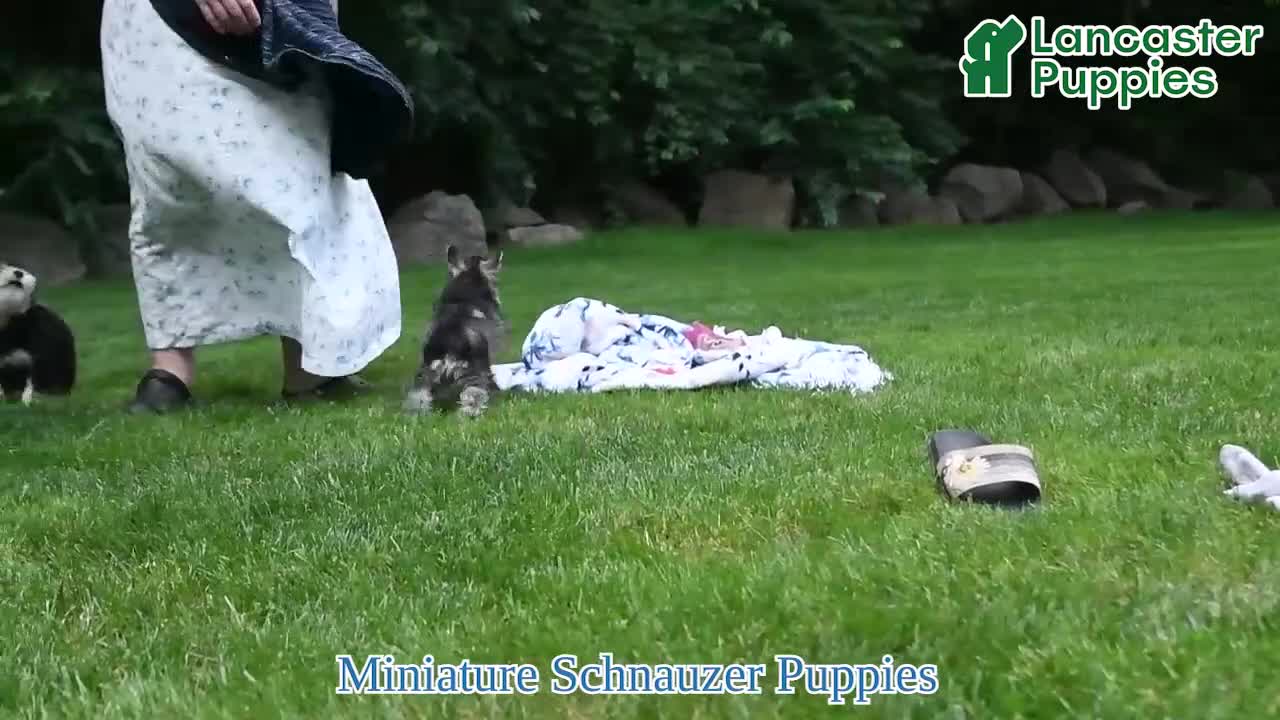 Miniature Schnauzer dogs for sale: Molly - Video 1