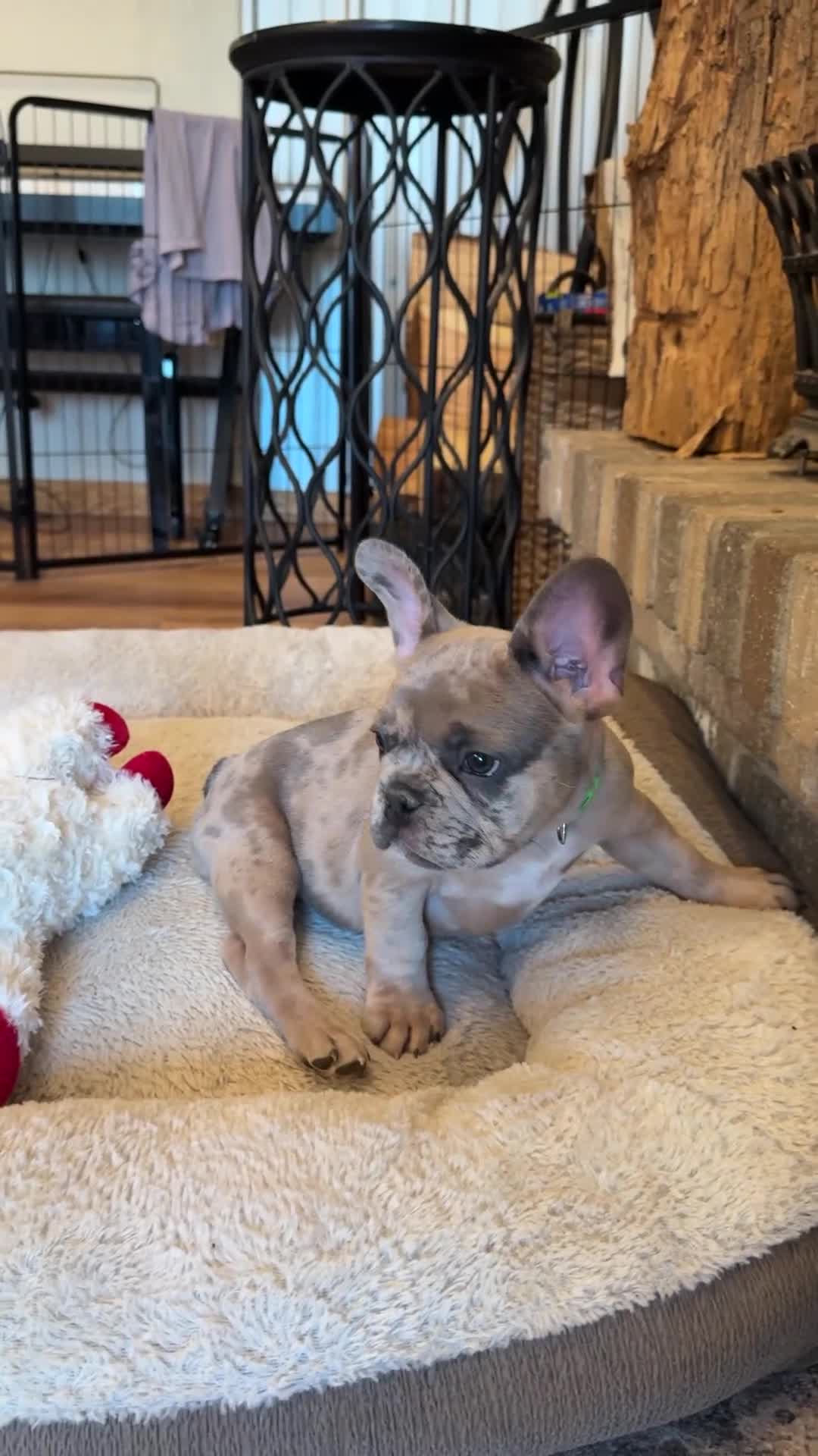 French Bulldog dogs for sale: Sprout  - Video 1