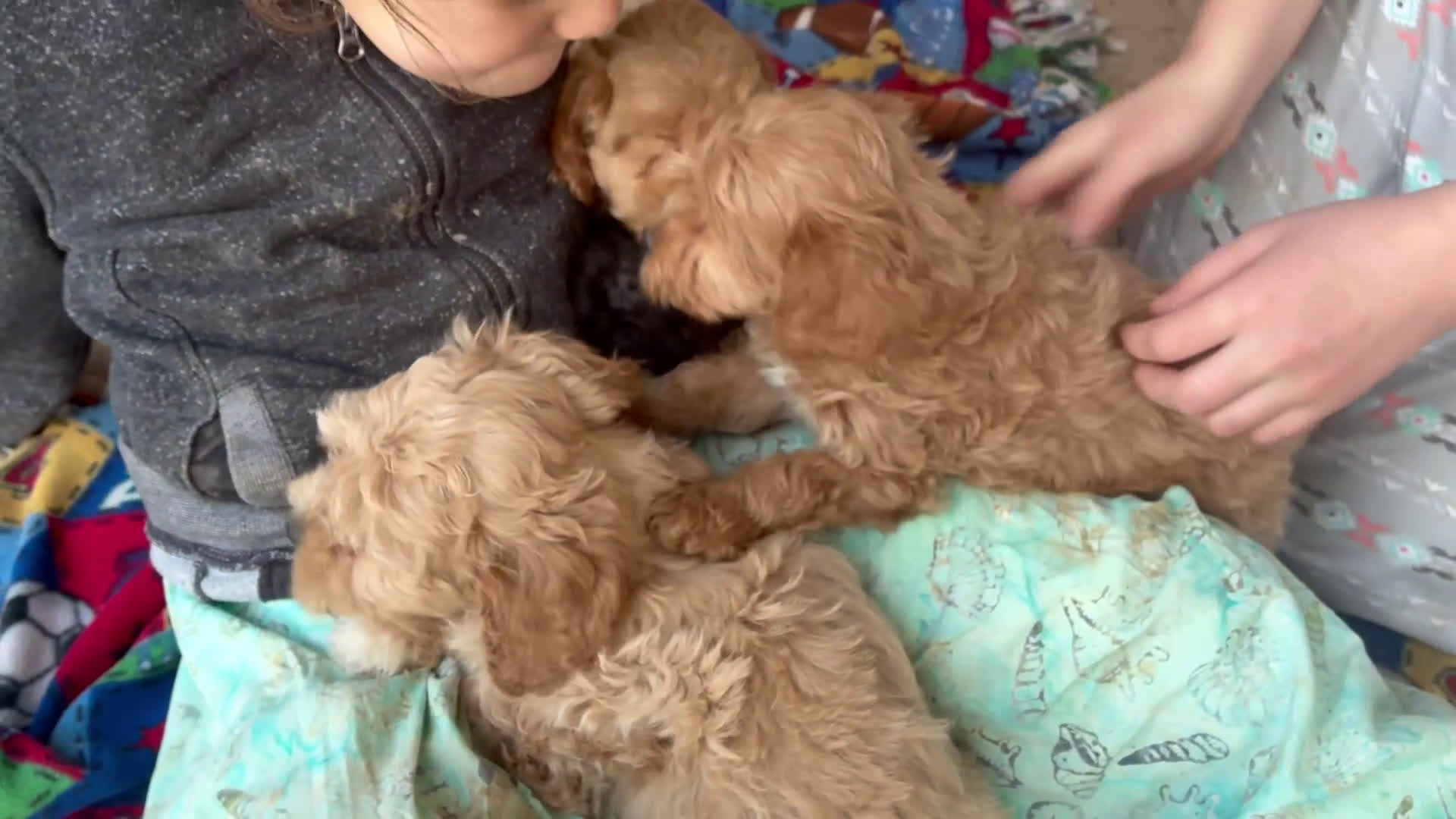 Cockapoo dogs for sale: Heath - Video 1