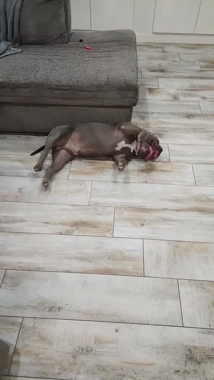American Bully dogs for sale: Choc/black Brindle Male - Video 1