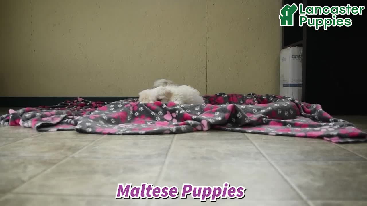 Maltese dogs for sale: Ivan - Video 1