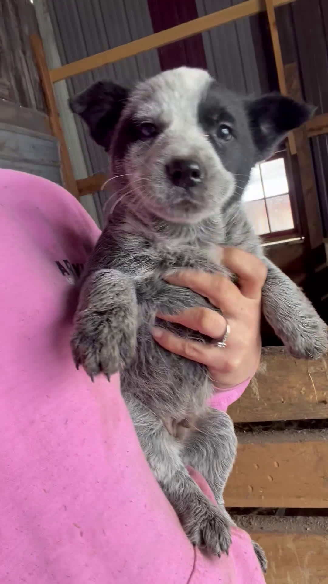Australian Cattle Dog dogs for sale: Abel - Video 1