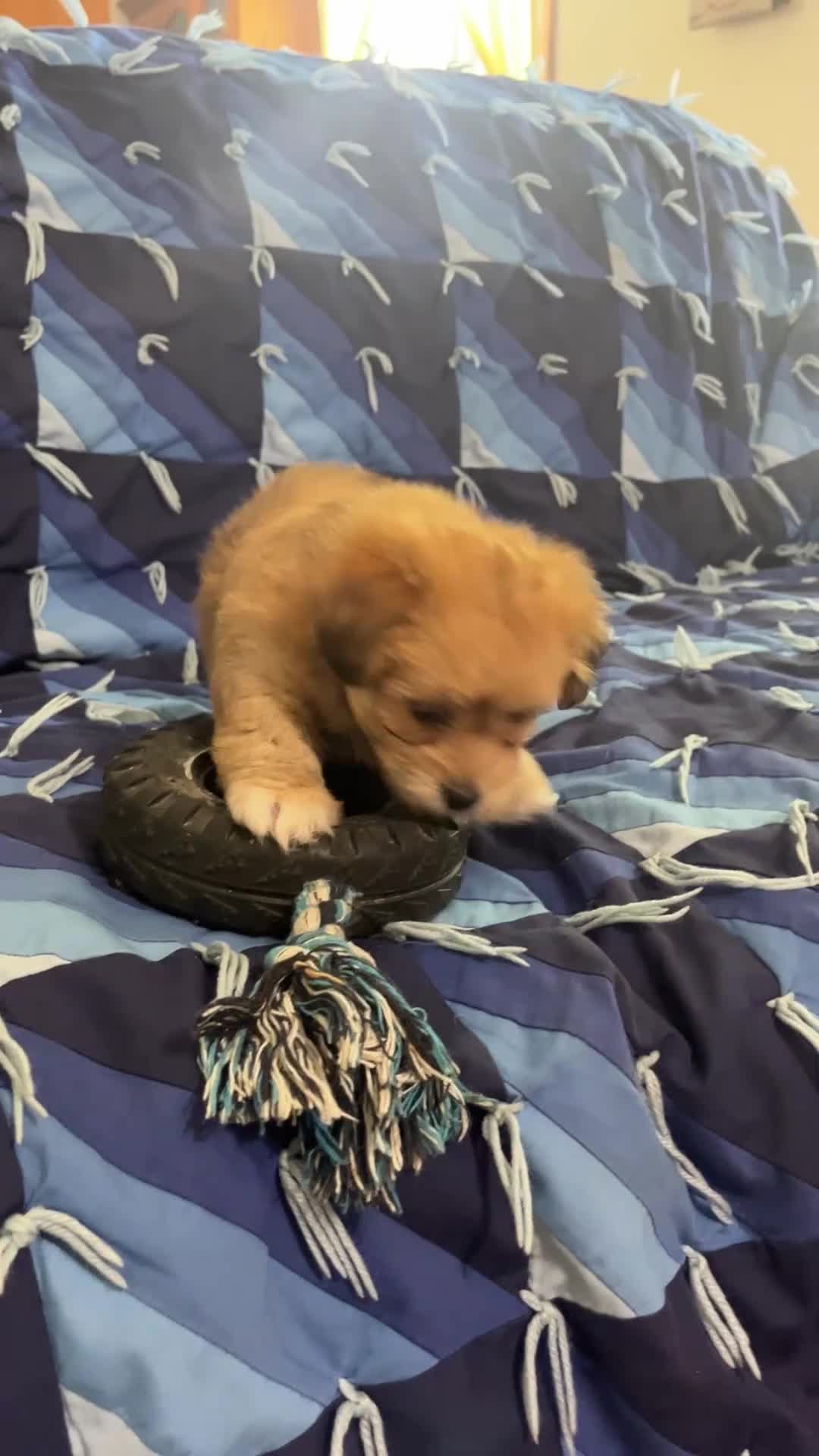 Havapoo dogs for sale: Lady - Video 1