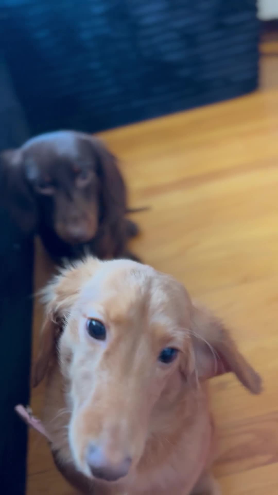Miniature Dachshund dogs for sale: Miniature Dachshund Puppy 4 - Video 1