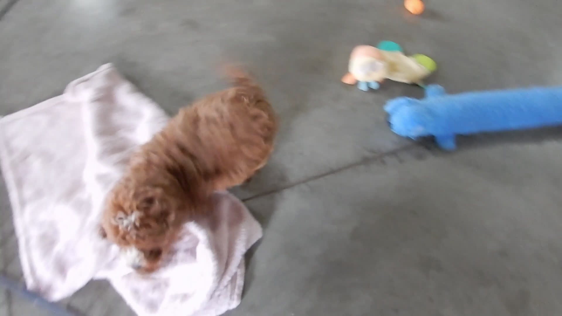 Mini Goldendoodle dogs for sale: Nemo - Video 2