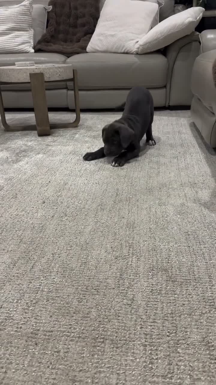 Cane Corso dogs for sale: Tanna - Video 1