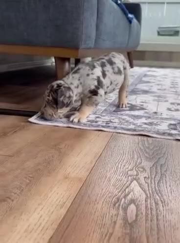 American Pit Bull Terrier dogs for sale: Luna - Video 1
