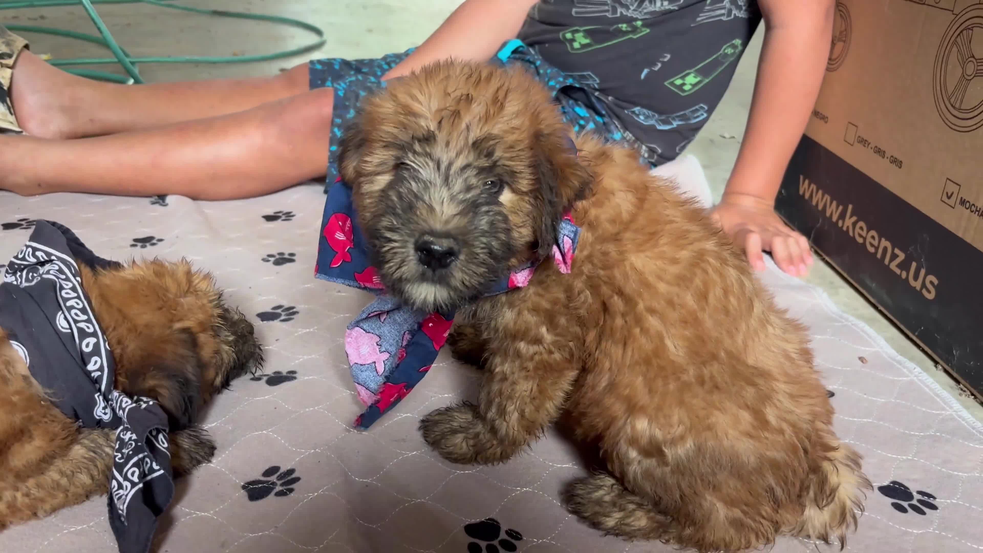 Soft Coated Wheaten Terrier dogs for sale: Miguel - Video 1
