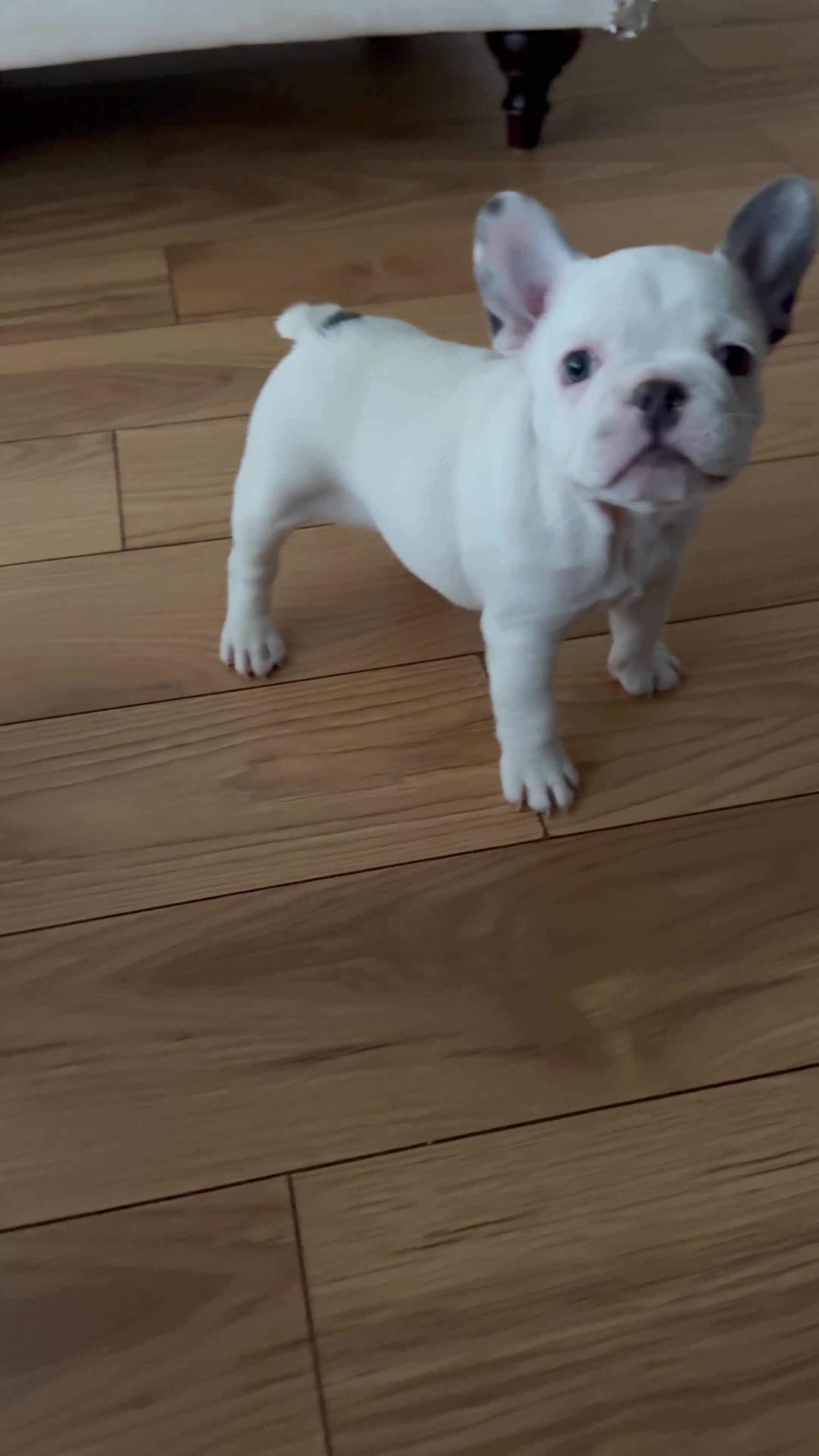 French Bulldog dogs for sale: Pua - Video 1