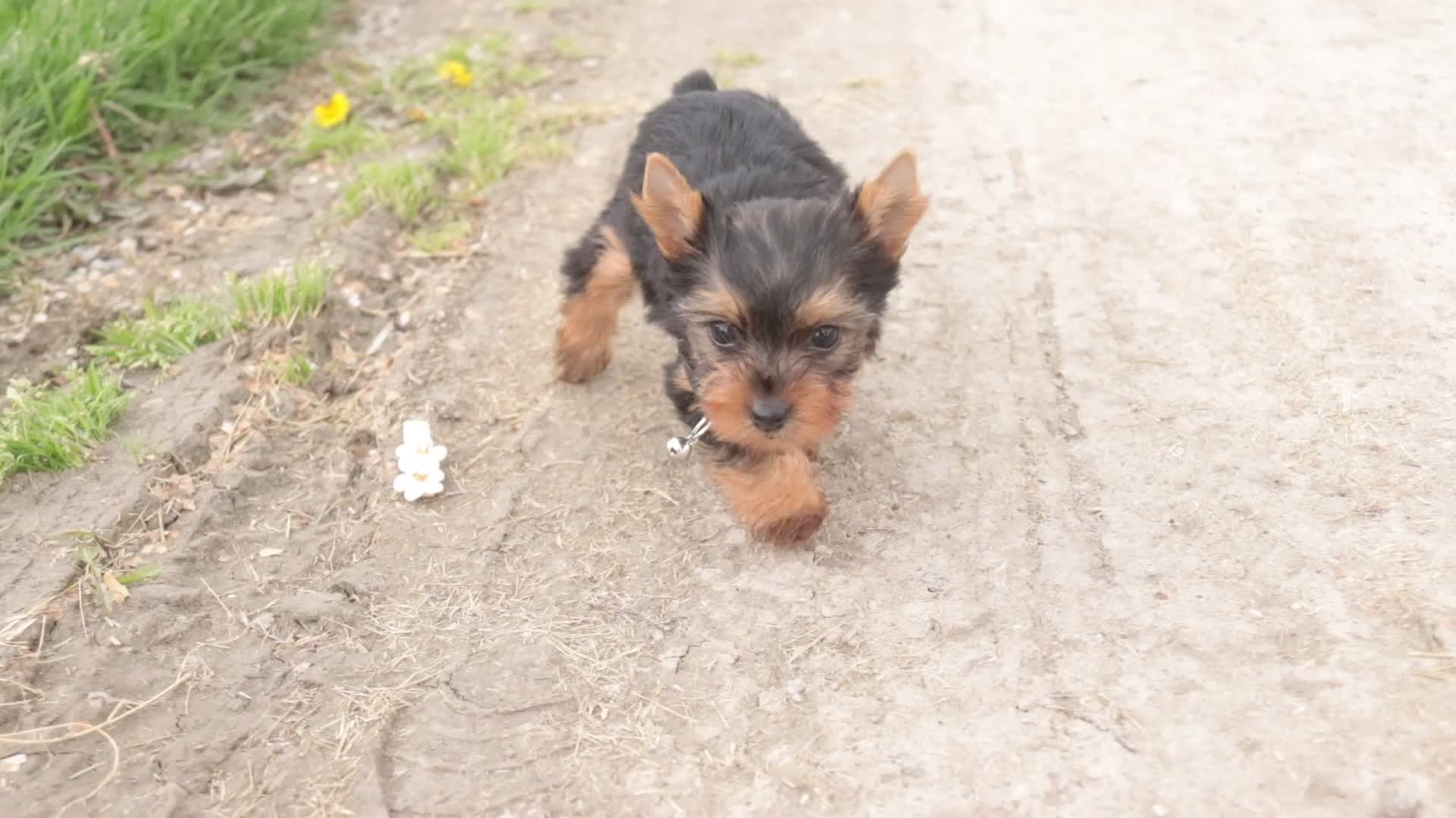 Yorkshire Terrier dogs for sale: Aspen - Video 1