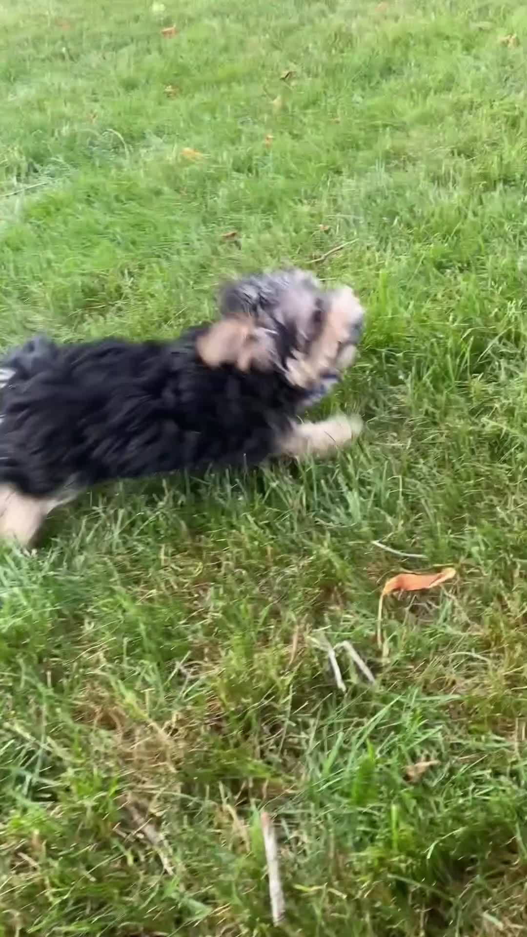 Morkie dogs for sale: Milo - Video 1