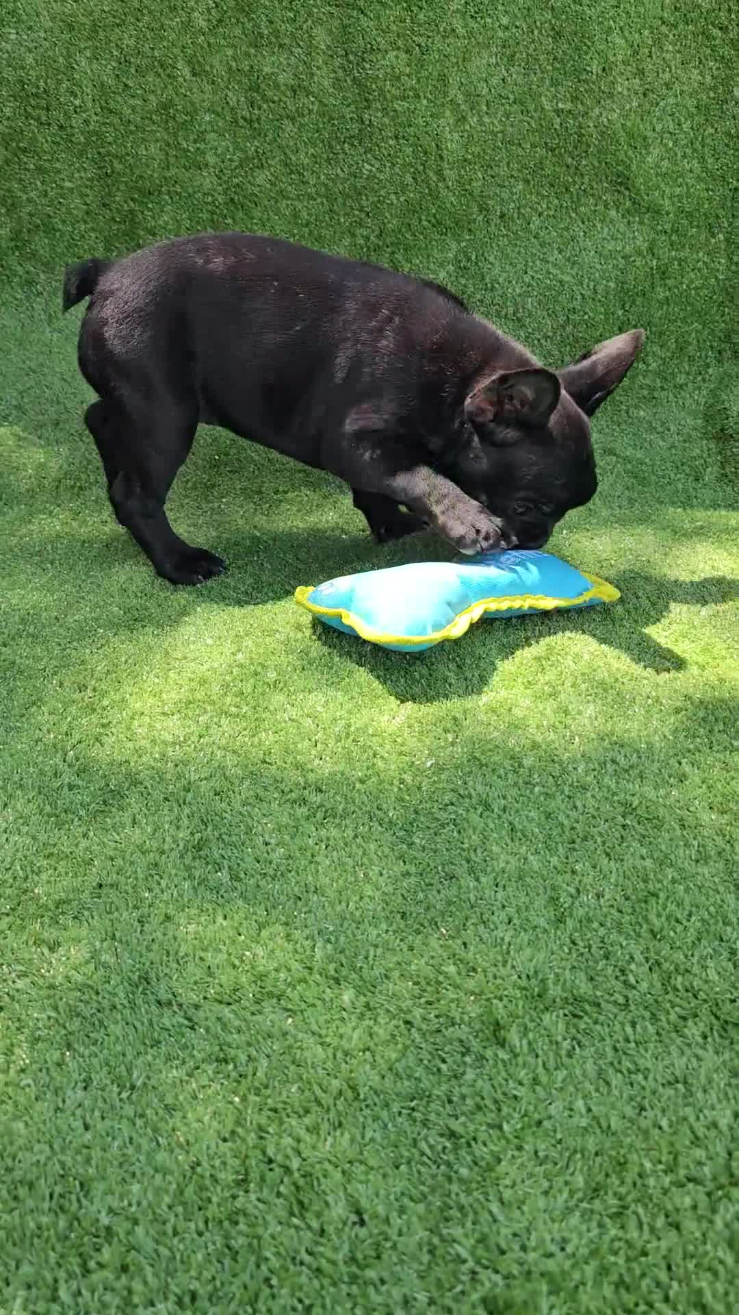 French Bulldog dogs for sale: Guava - Video 1