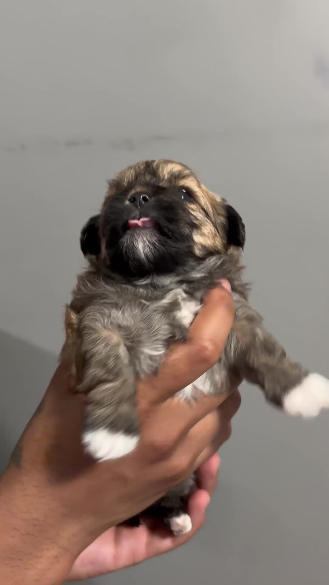 Shih Tzu dogs for sale: Peanut - Video 1