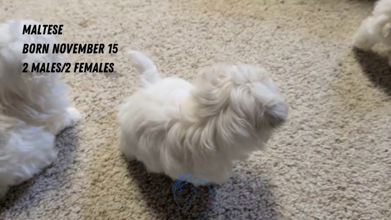 Maltese dogs for sale: Baxter  - Video 2
