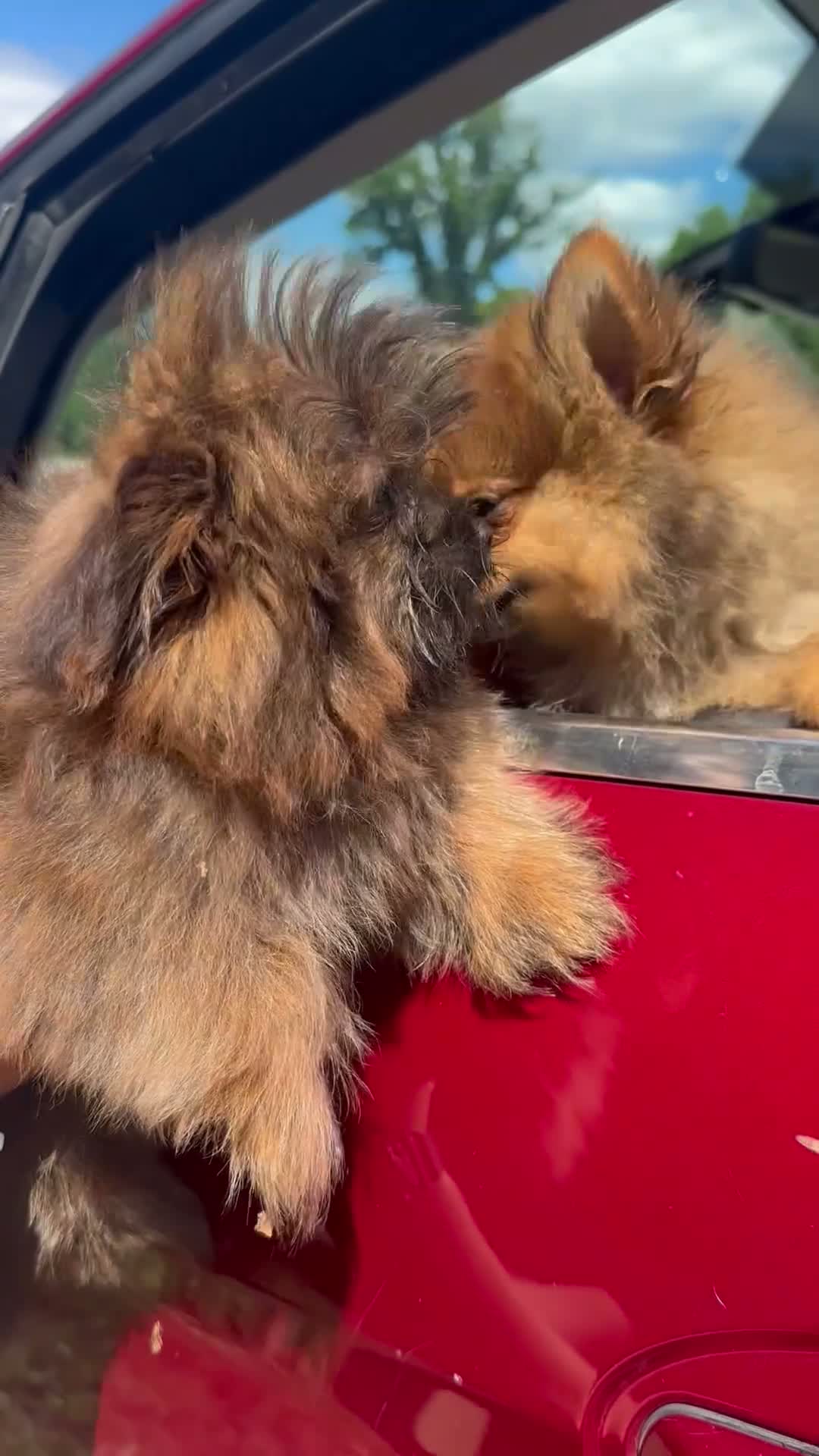 Mixed Breed dogs for sale: Pixsy (mini Chewbacca)  - Video 3