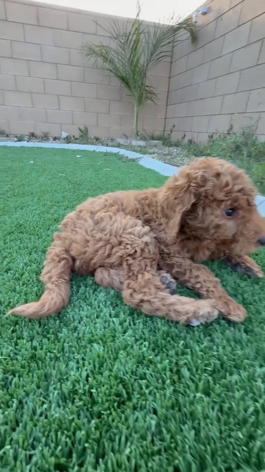Goldendoodle dogs for sale: Goldendoodle Puppy 1 - Video 1