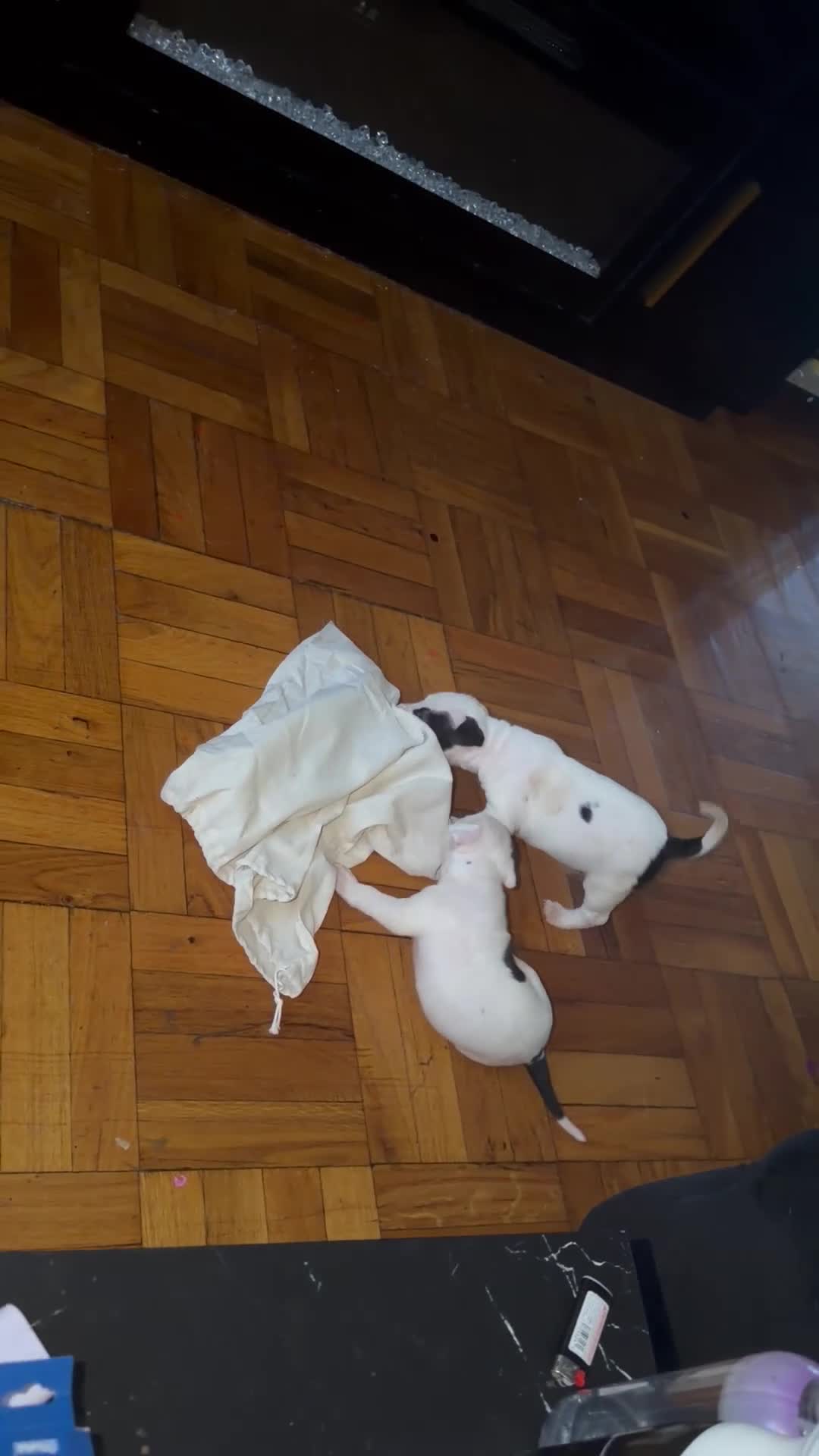 Mixed Breed dogs for sale: HONEY - Video 2