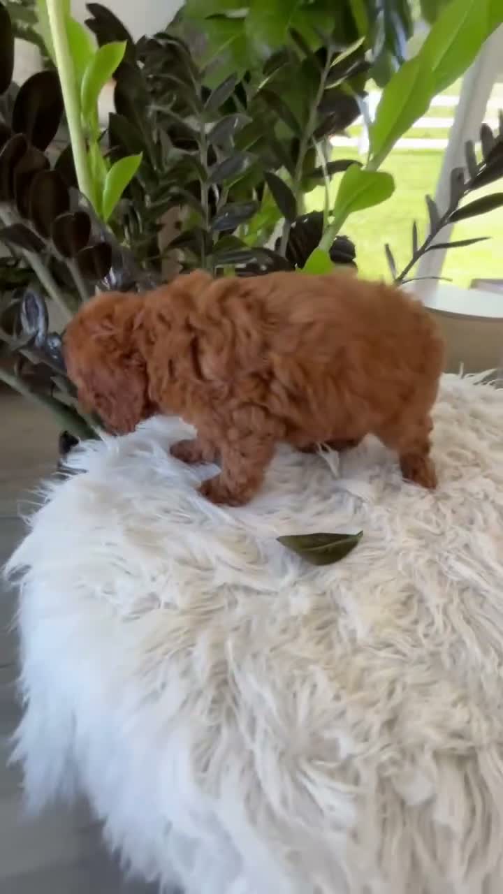 Mini Goldendoodle dogs for sale: Gunner - Video 1