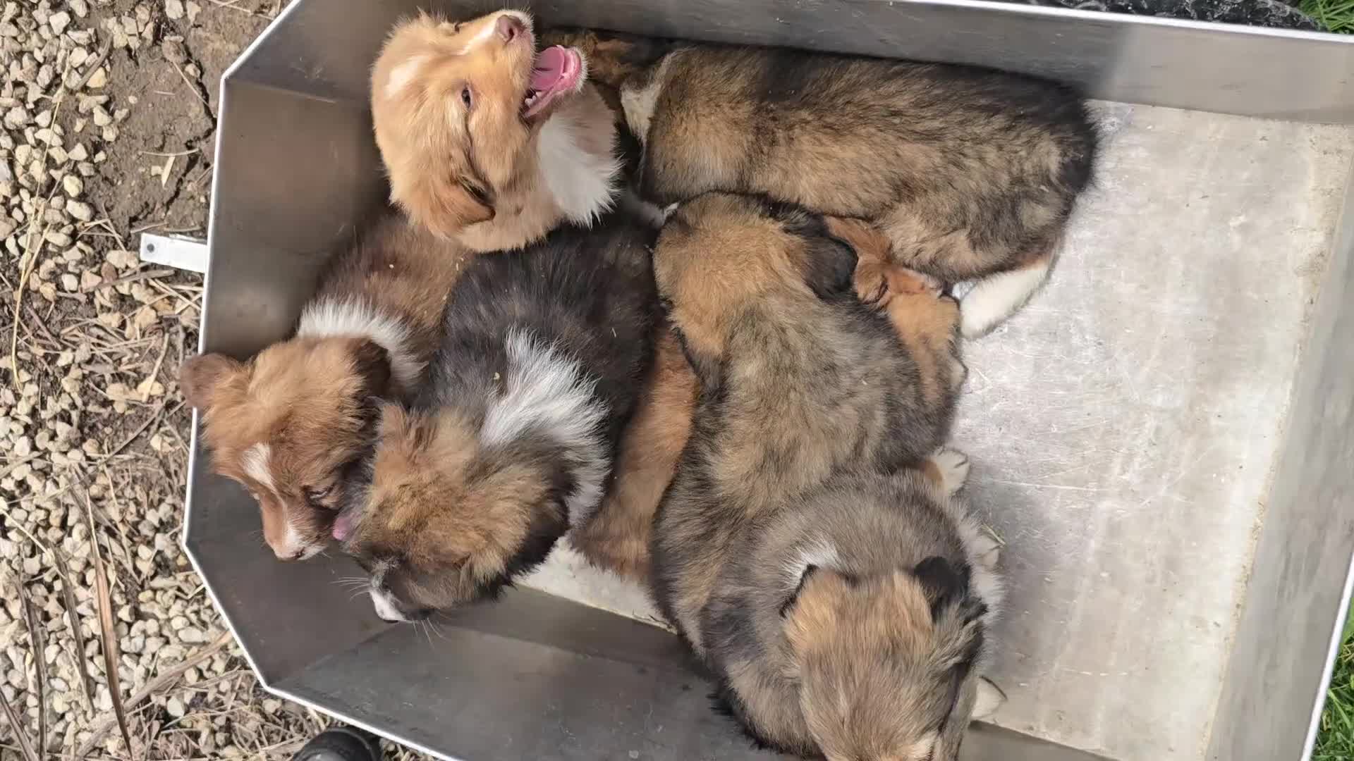 Mixed Breed dogs for sale: Mixed Breed 3 - Video 1