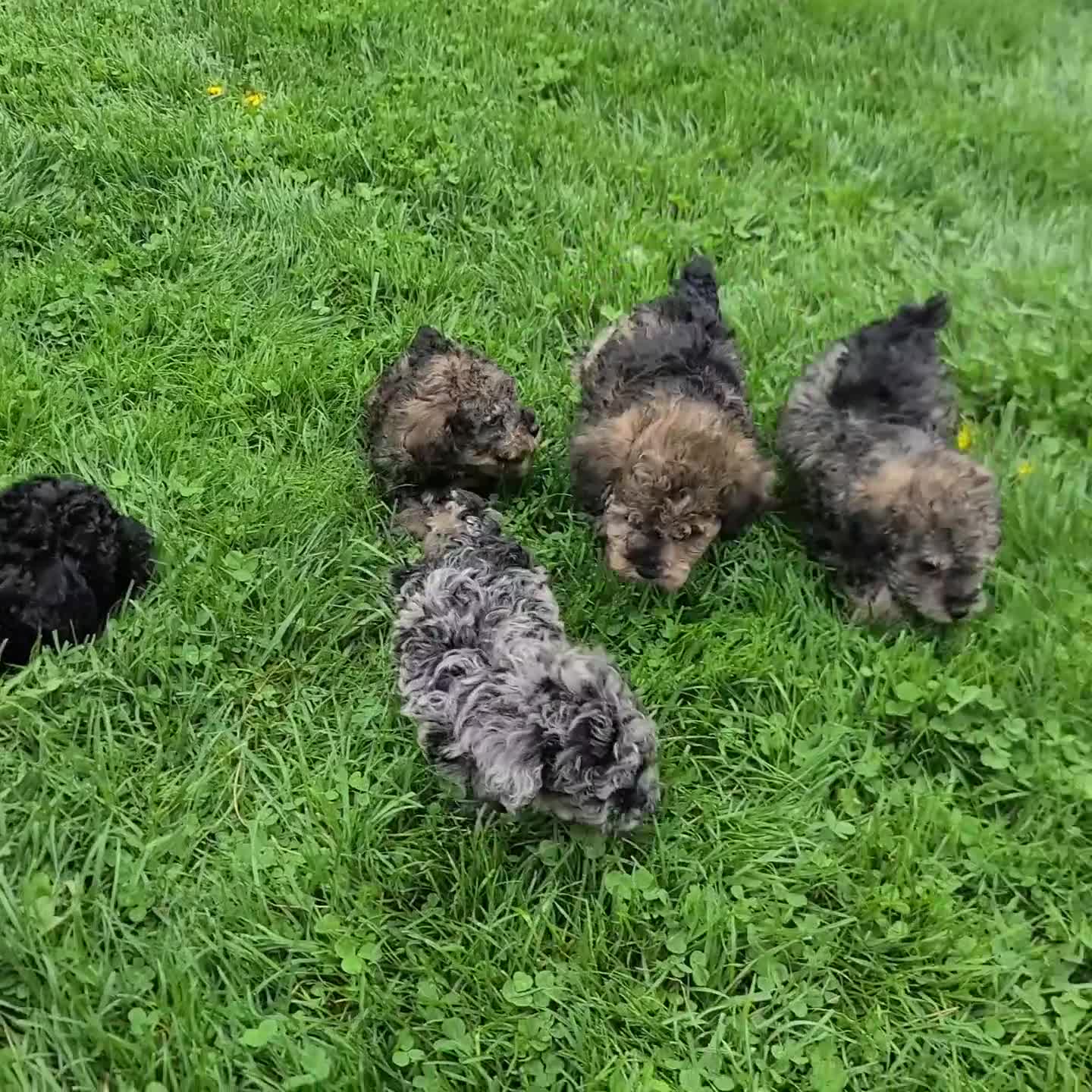 Miniature Poodle dogs for sale: Joy - Video 1