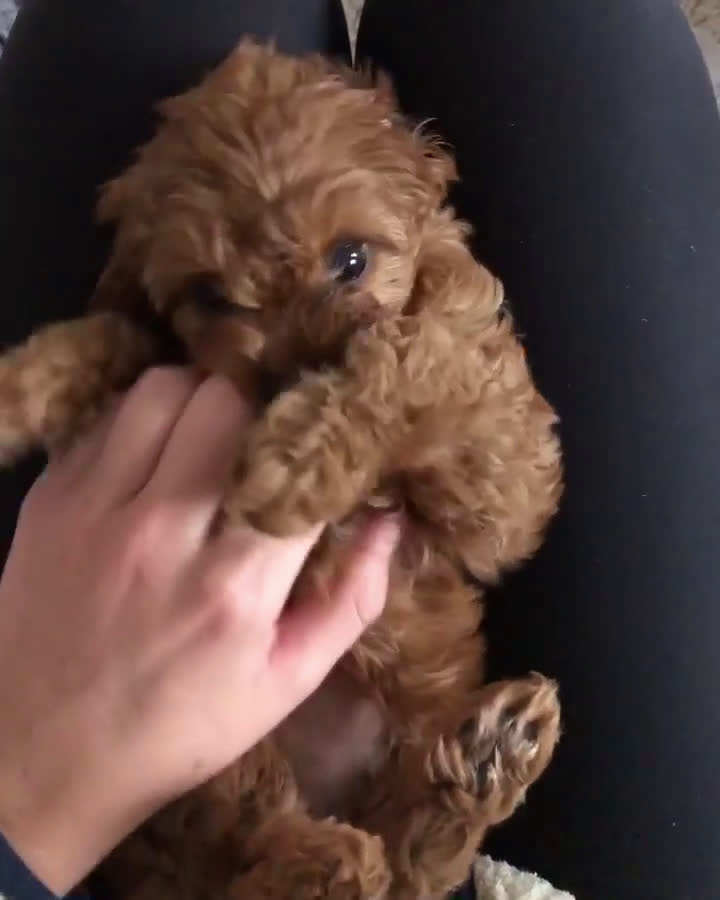 Cavapoo dogs for sale: Cavapoo Puppy 1 - Video 1