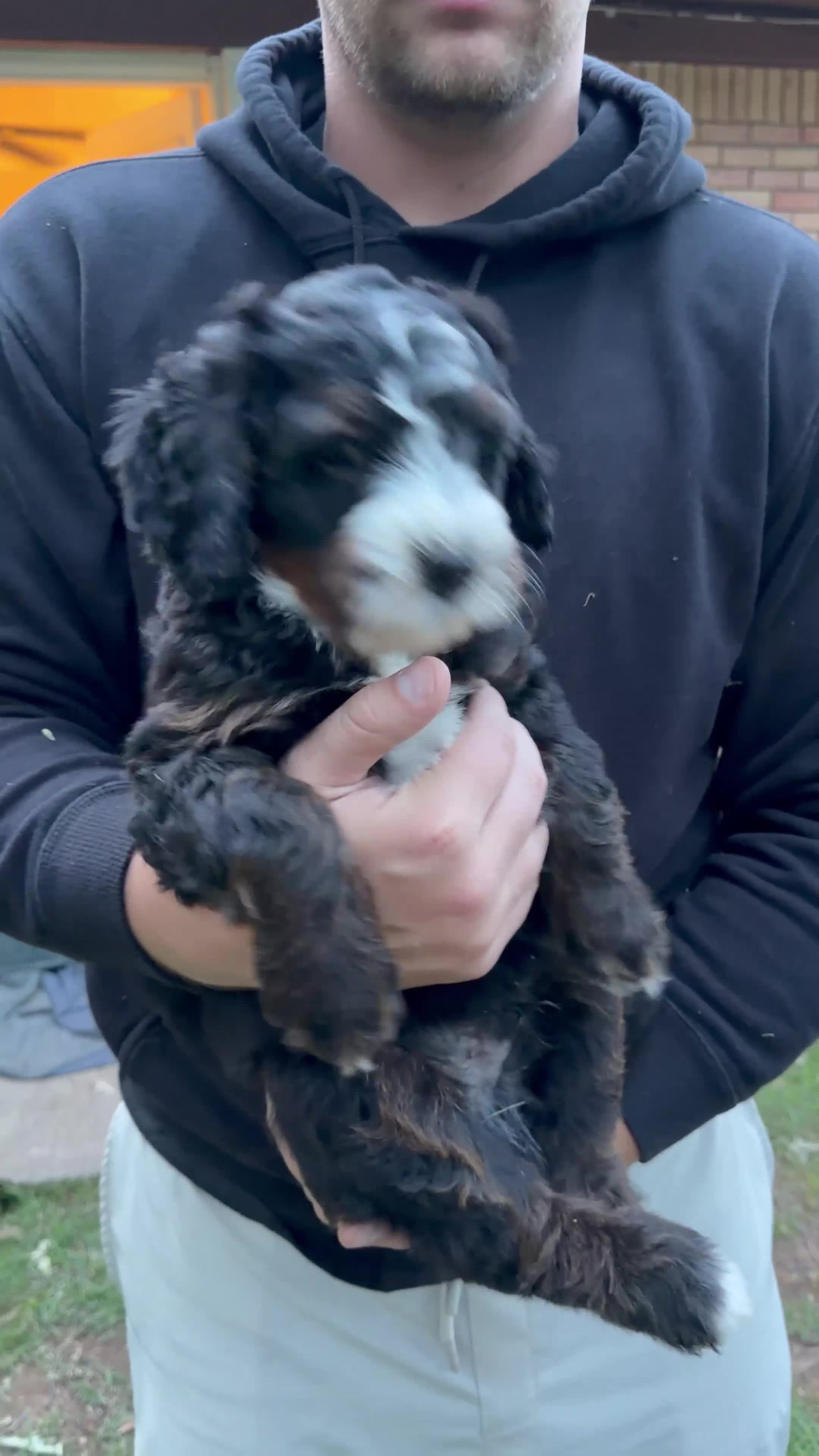 Mini Bernedoodle dogs for sale: Pepperjack - Video 1
