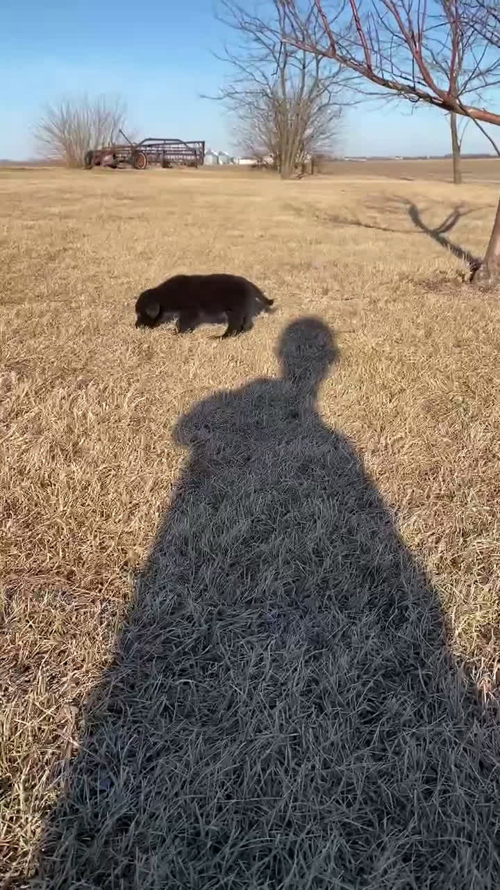 Mixed Breed dogs for sale: Smoky - Video 1