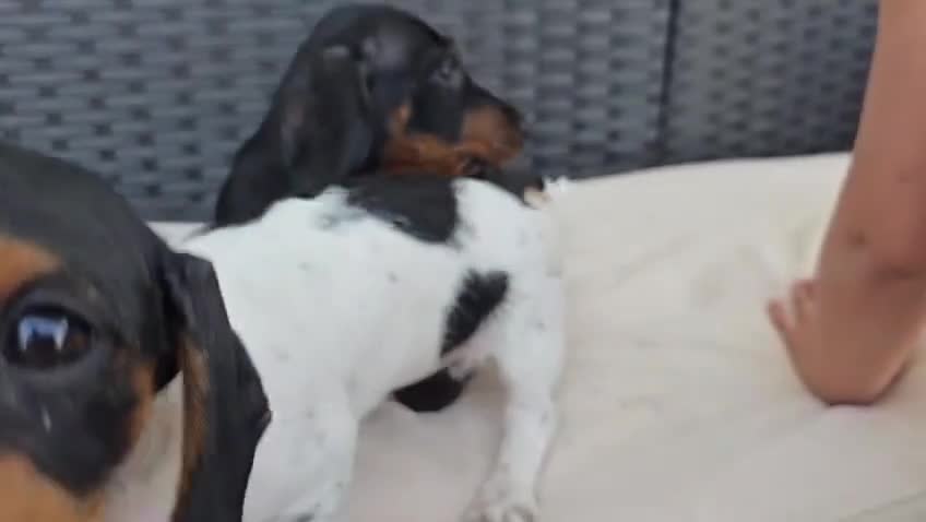 Dachshund dogs for sale: Dachshund Puppy 2 - Video 2