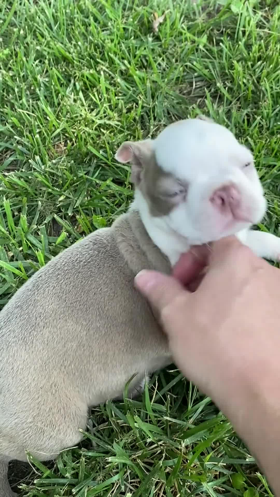 Boston Terrier dogs for sale: AKC little girl Evie - Video 1