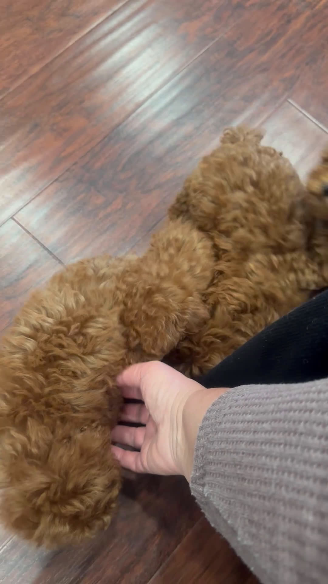 Toy Poodle dogs for sale: Toy Poodle Puppy 1 - Video 1