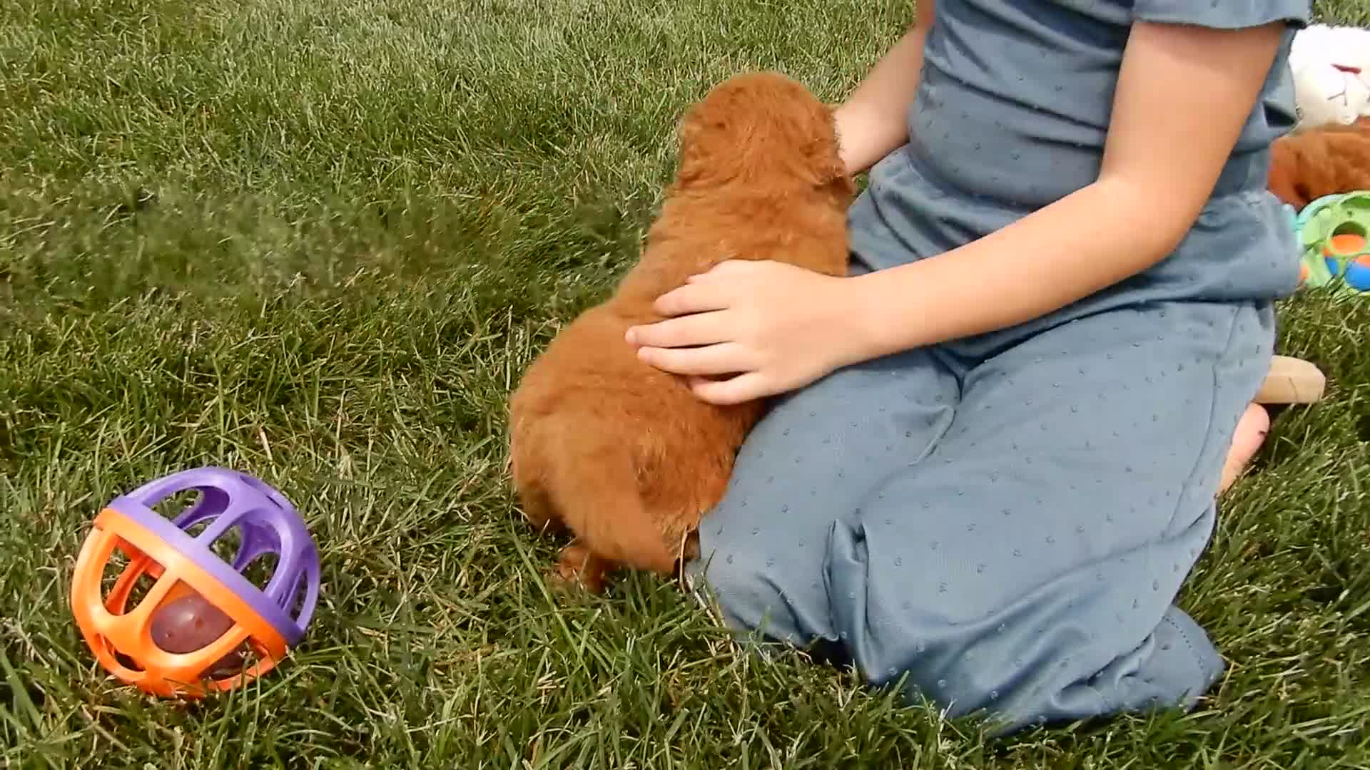Mini Goldendoodle dogs for sale: Abby - Video 2