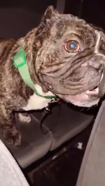 American Bully dogs for sale: American Bully 1 - Video 1