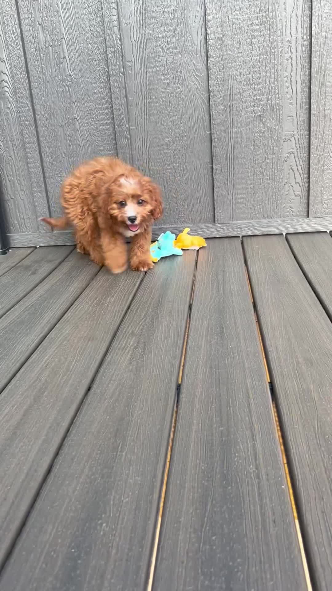 Cavapoo dogs for sale: Lulu - Video 1