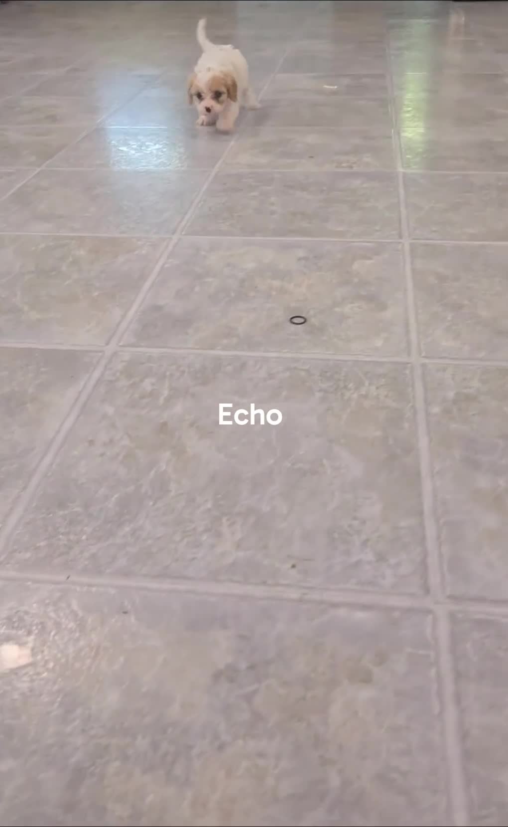 Cavapoo dogs for sale: Echo - Video 1