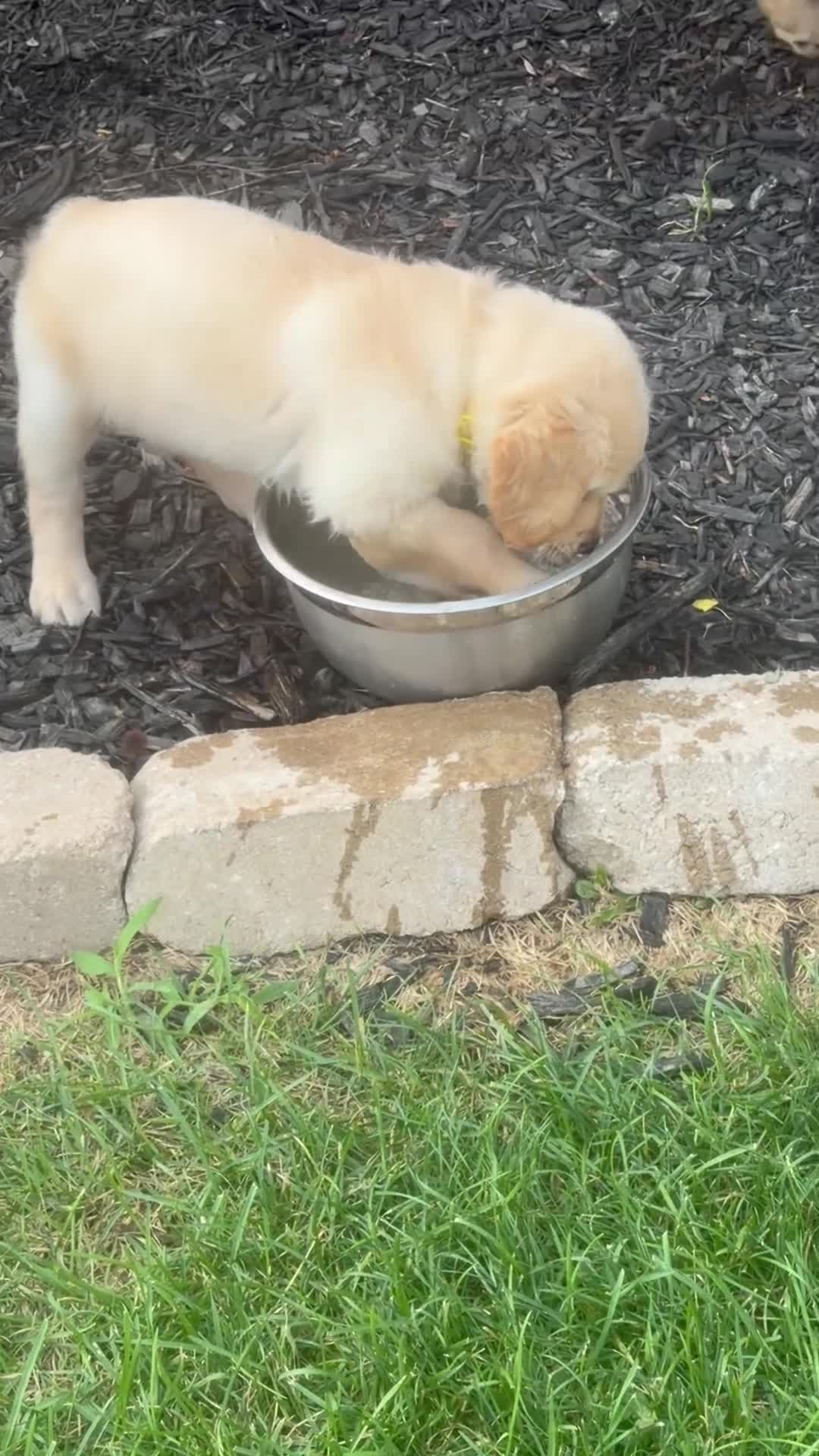 Golden Retriever dogs for sale: Golden Retriever 8 yellow collar - Video 1