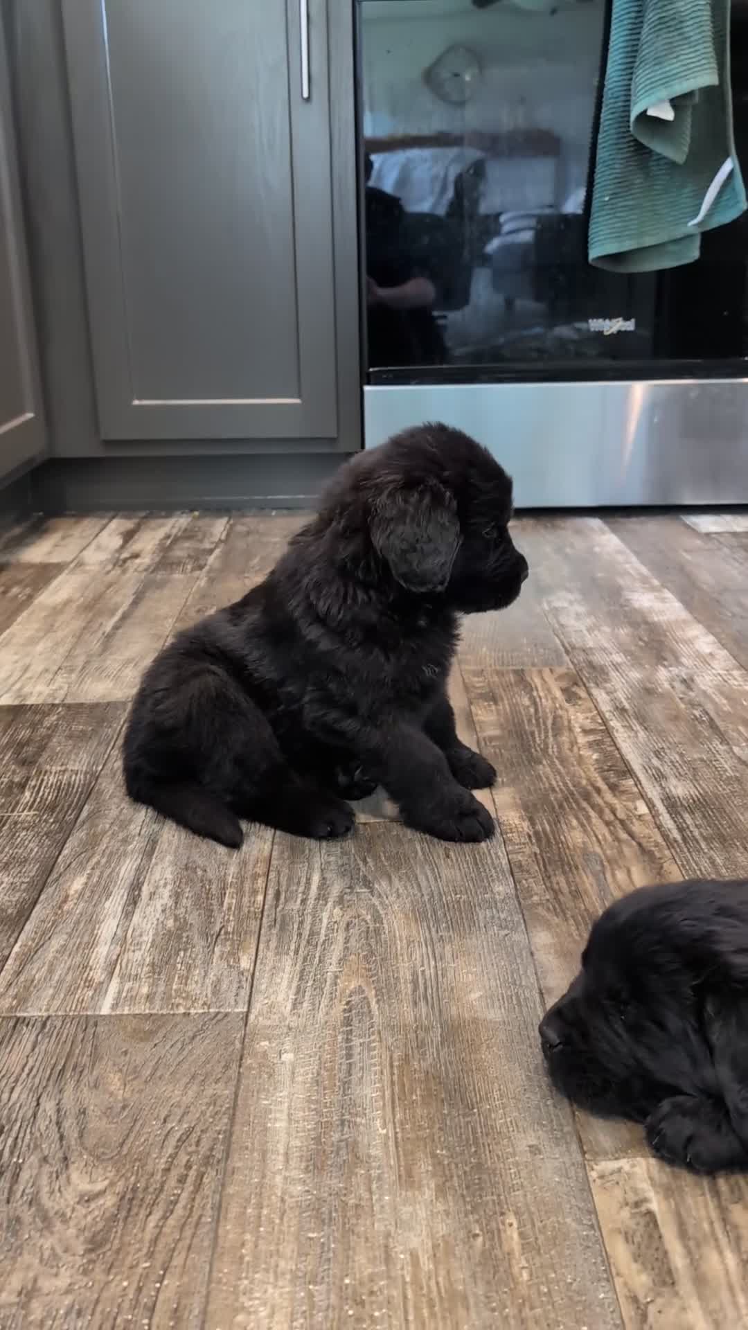 Newfoundland dogs for sale: Haven - Video 1