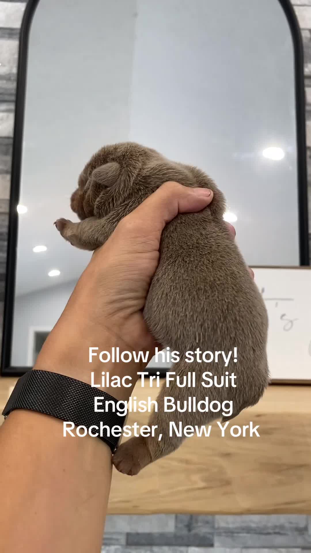 English Bulldog dogs for sale: ELMER - Video 1
