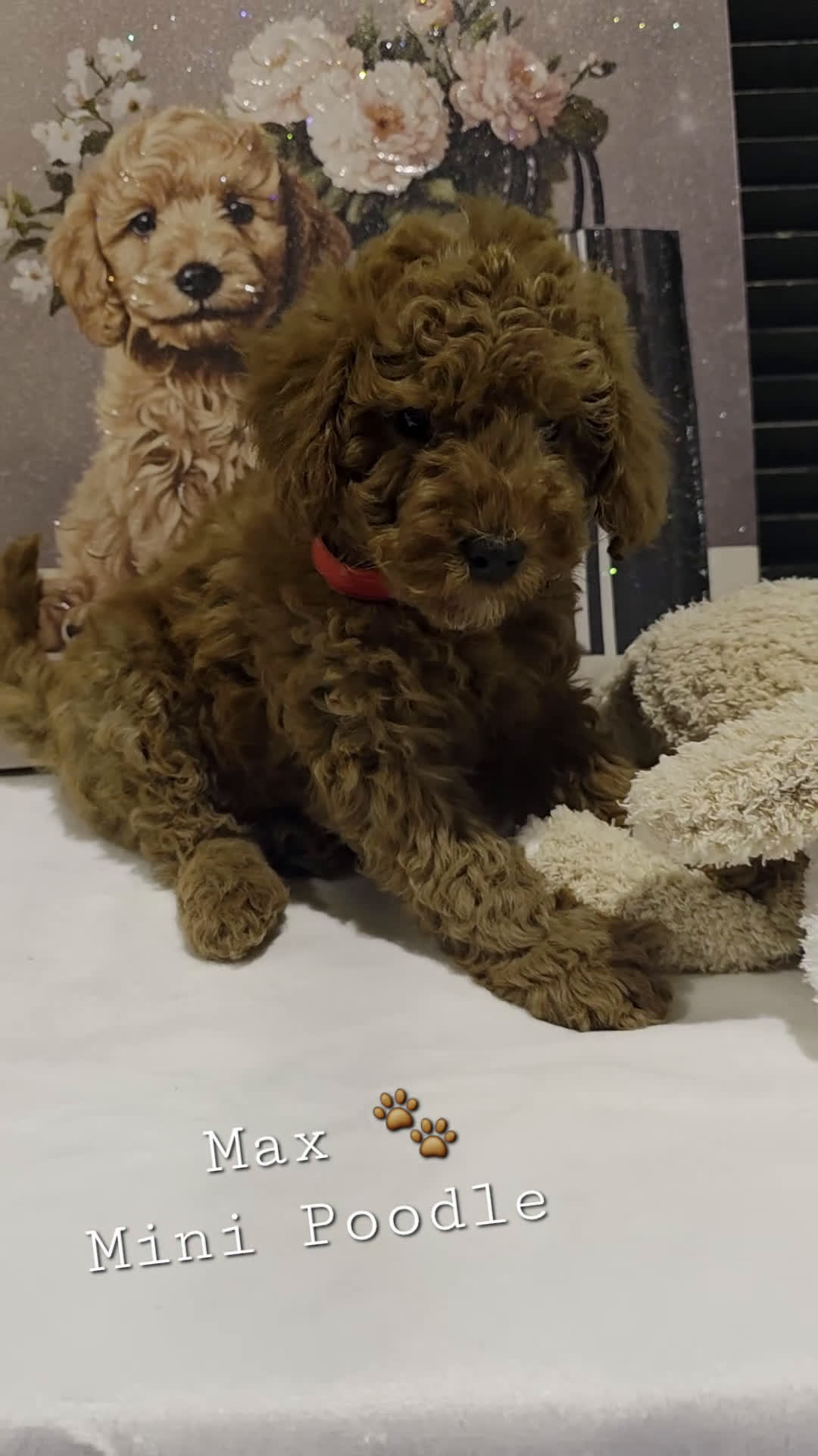 Miniature Poodle dogs for sale: Max  - Video 1
