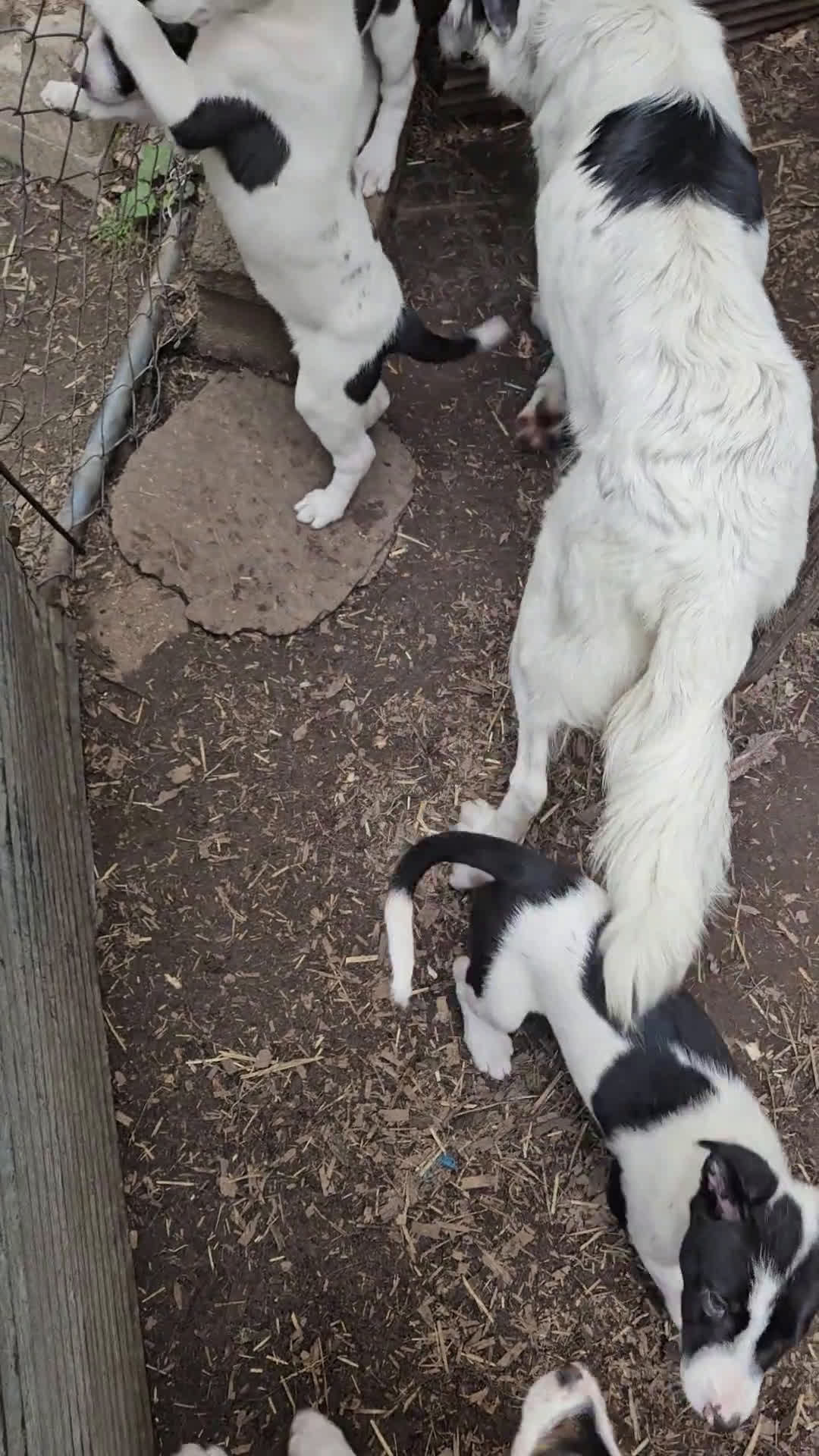 Border Collie dogs for sale: I-dog - Video 2