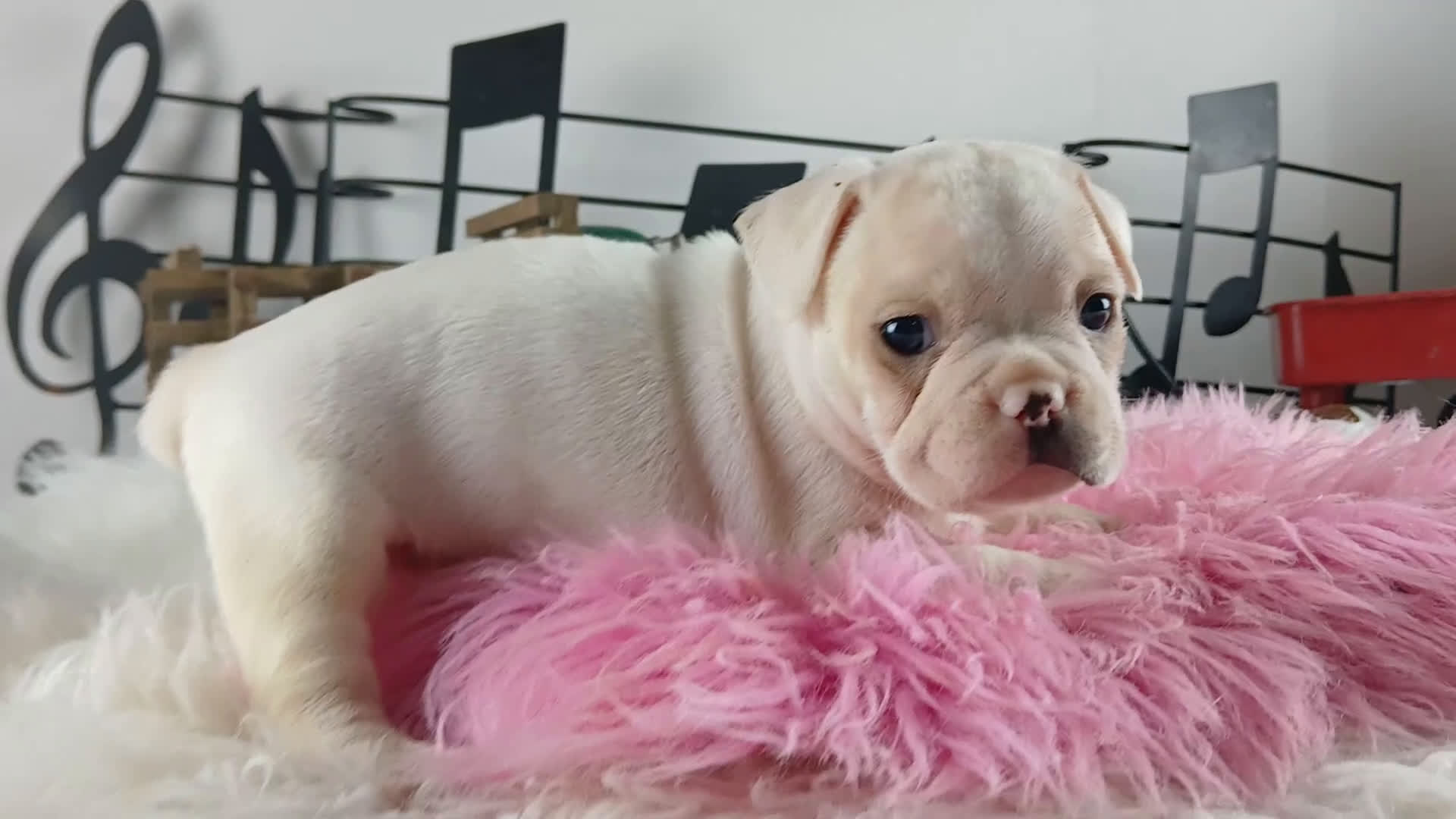 French Bulldog dogs for sale: French Bulldog Pups, NATIONWIDE DELIVERY  - Video 1