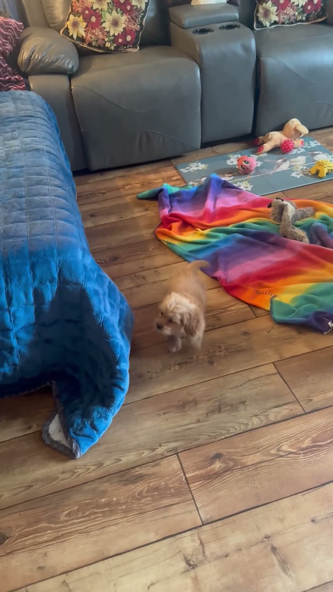 Cockapoo dogs for sale: Charlie - Video 1