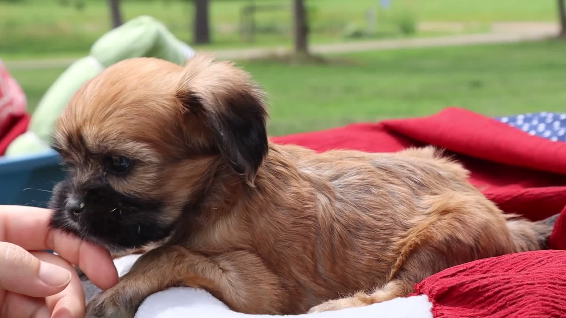 Mixed Breed dogs for sale: Rhett - Video 1