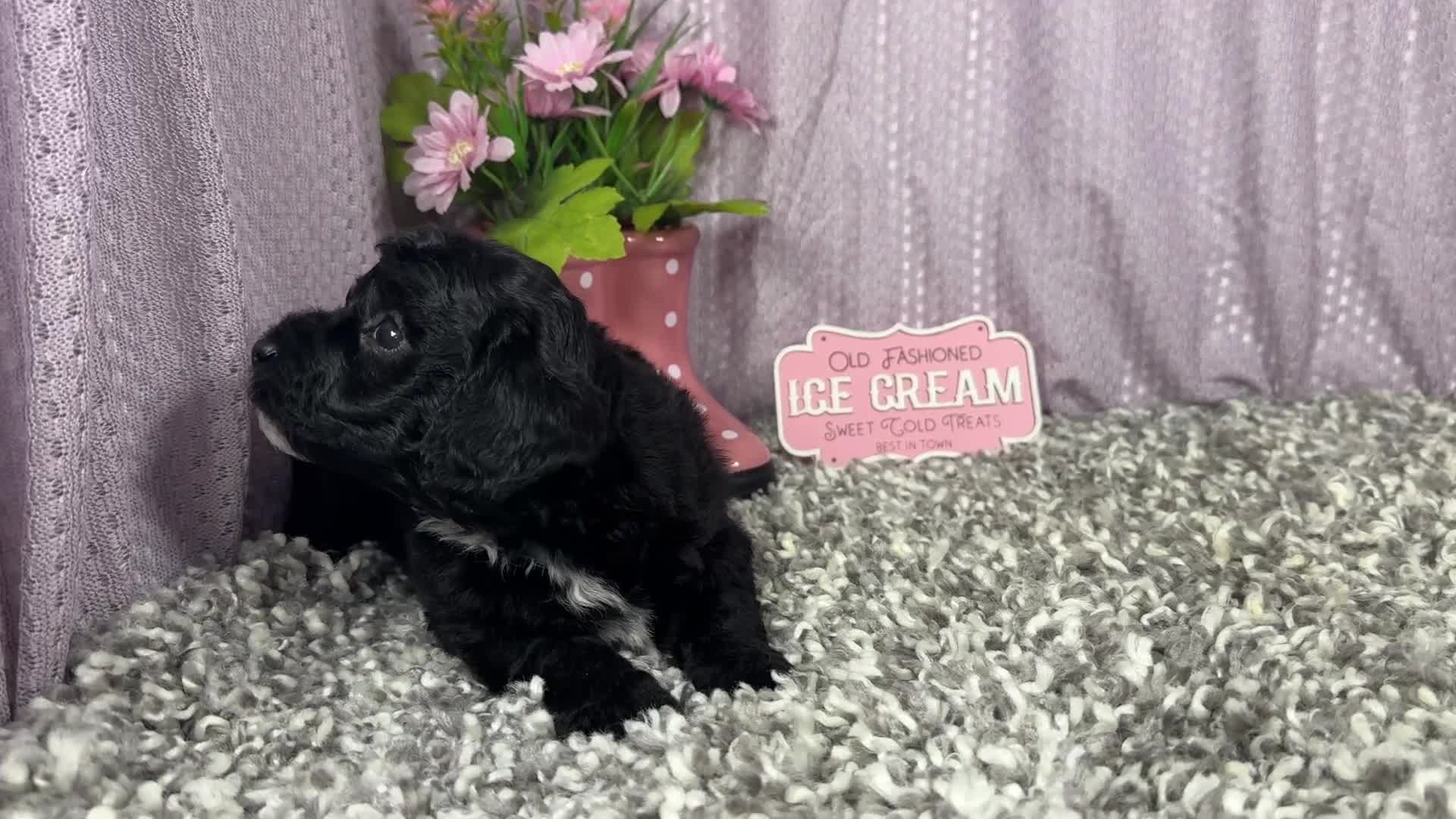 Miniature Poodle dogs for sale: Miniature Poodle 1 - Video 1