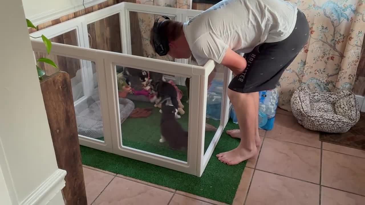 Pomsky dogs for sale: Rambo- Brown Collar - Video 1